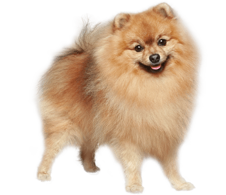Köpeğiniz çok fazla havlıyorsa