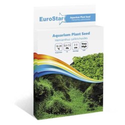 Eurostar Bitki Tohumu Hemıanthus Callıtrıchoıdes