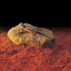 Exo Terra Sürüngenler İçin Isıtıcılı Kaya Küçük ( Pt-2000 ) (1)