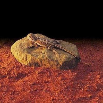 Exo Terra Sürüngenler İçin Isıtıcılı Kaya Küçük ( Pt-2000 ) - 2